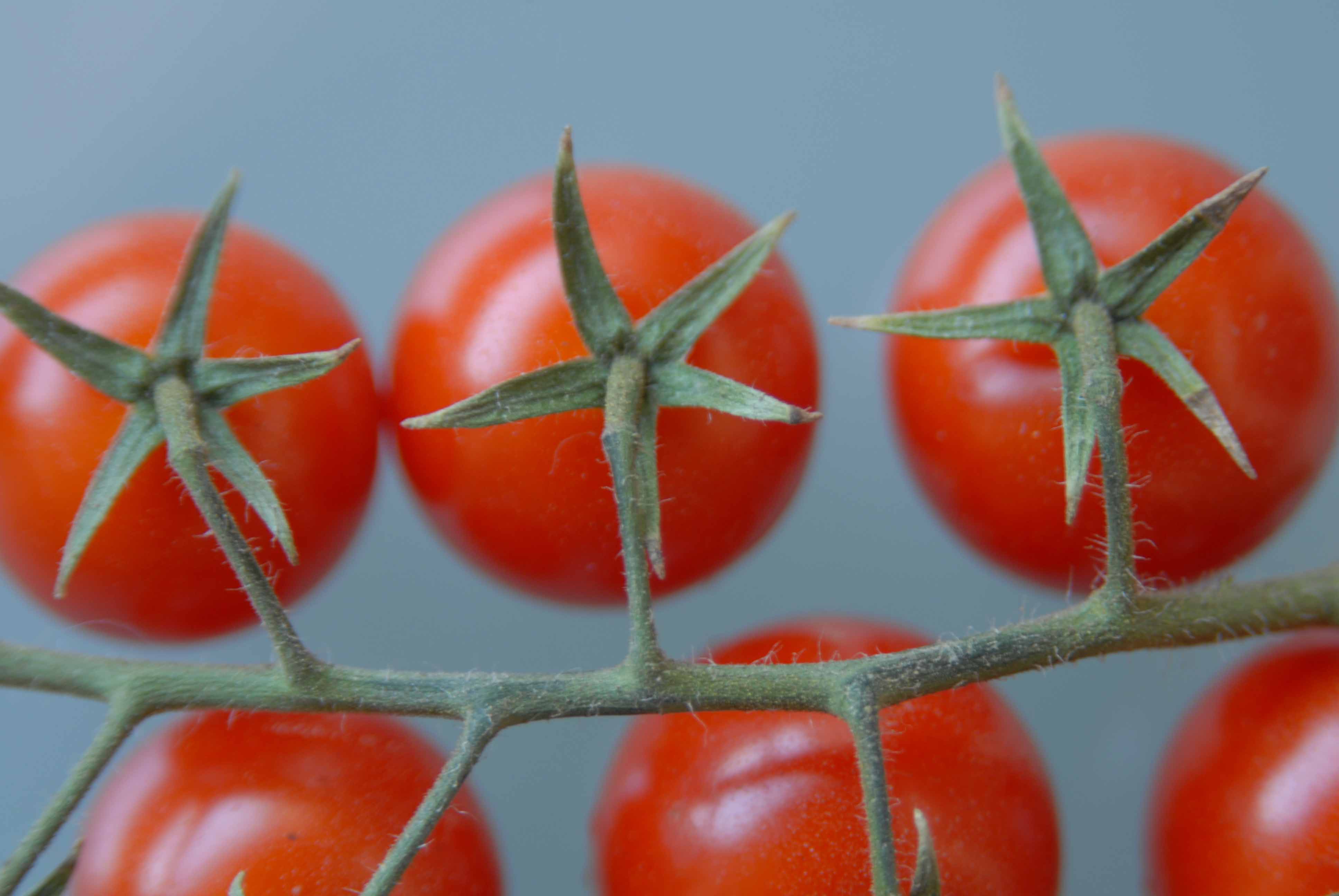 מירי בלקין- מתכון סלט עגבניות