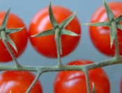מתכון דיאטטי מאפה עגבניות - מירי בלקין הרזיה